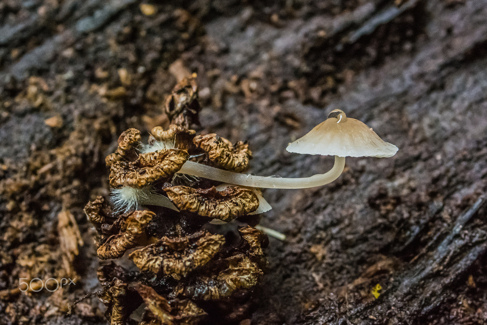 Nikon D7100 sample photo. Mushroom photography