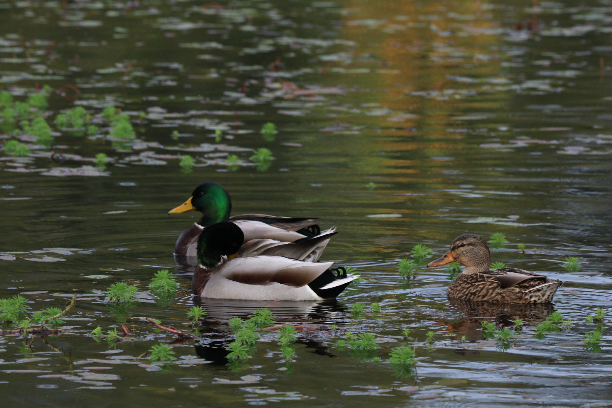 Canon EOS 760D (EOS Rebel T6s / EOS 8000D) sample photo. Mallard sunset photography