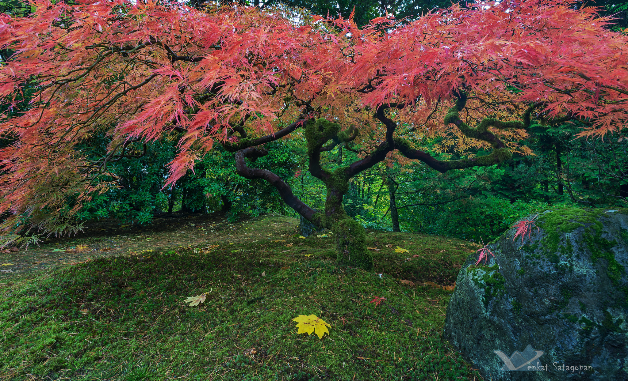 Nikon AF-S Nikkor 17-35mm F2.8D ED-IF sample photo. Maple tree - portland japanese garden photography