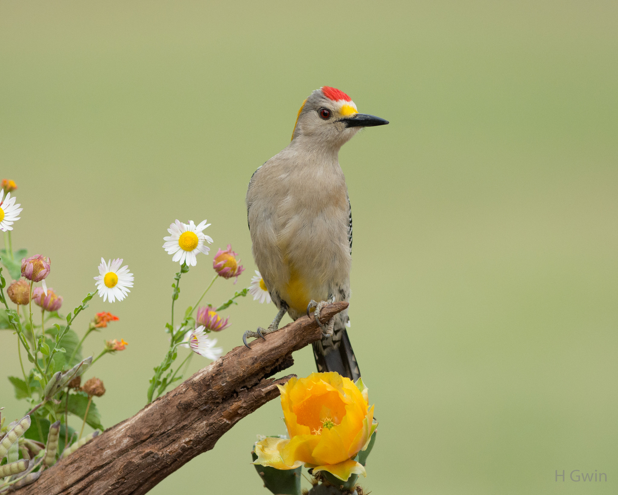 Nikon AF-S Nikkor 300mm F2.8G ED VR II sample photo. Male golden-fronted woodpecker photography