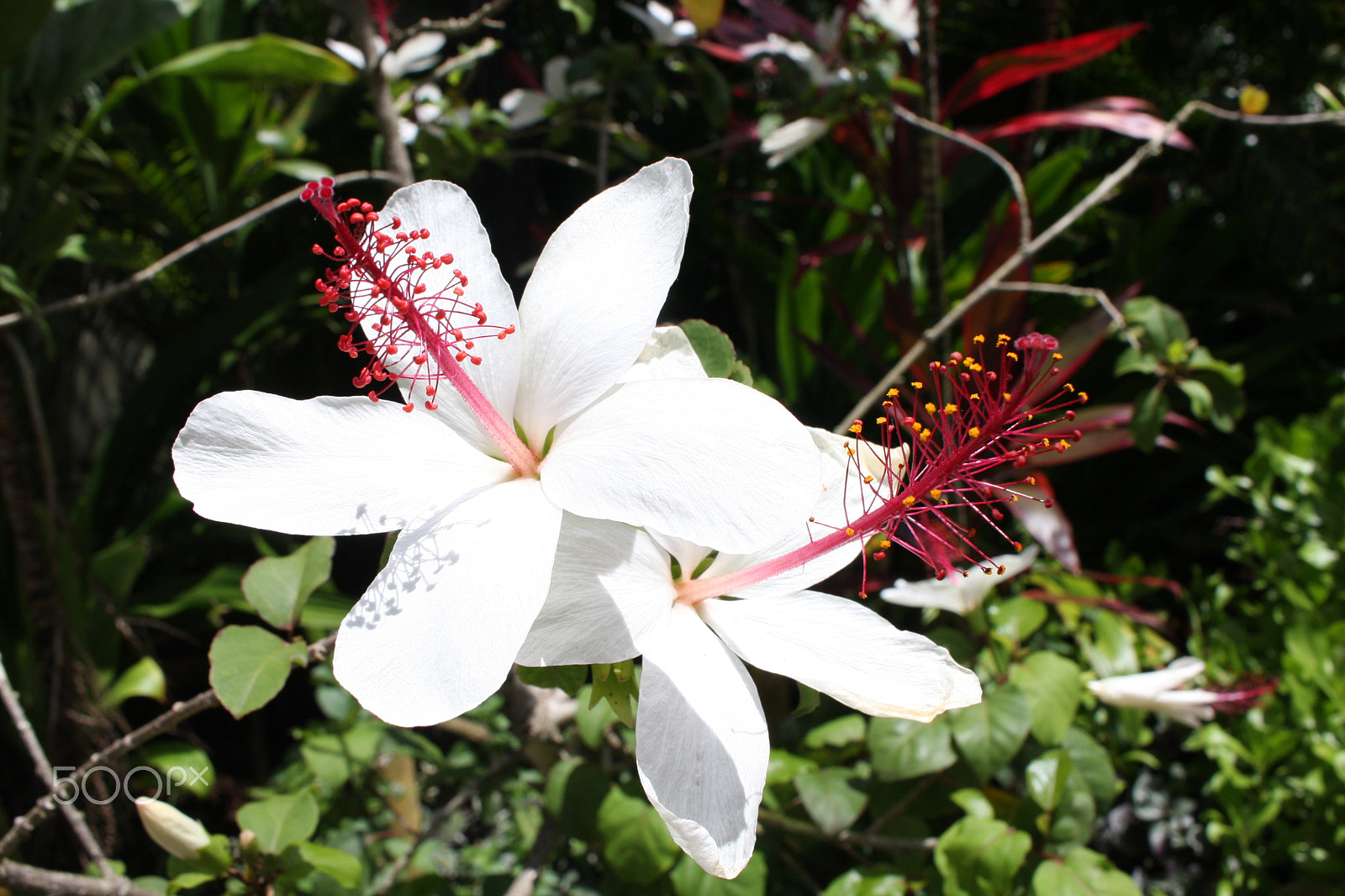 Canon EOS 40D sample photo. White flower photography