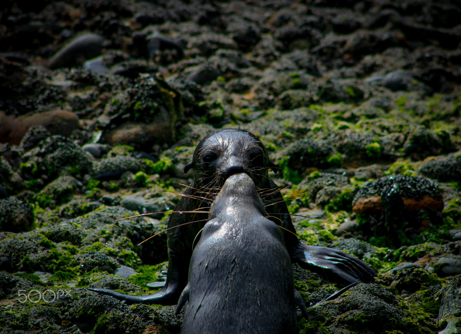 Canon EF 75-300mm f/4-5.6 USM sample photo. Encouragement photography