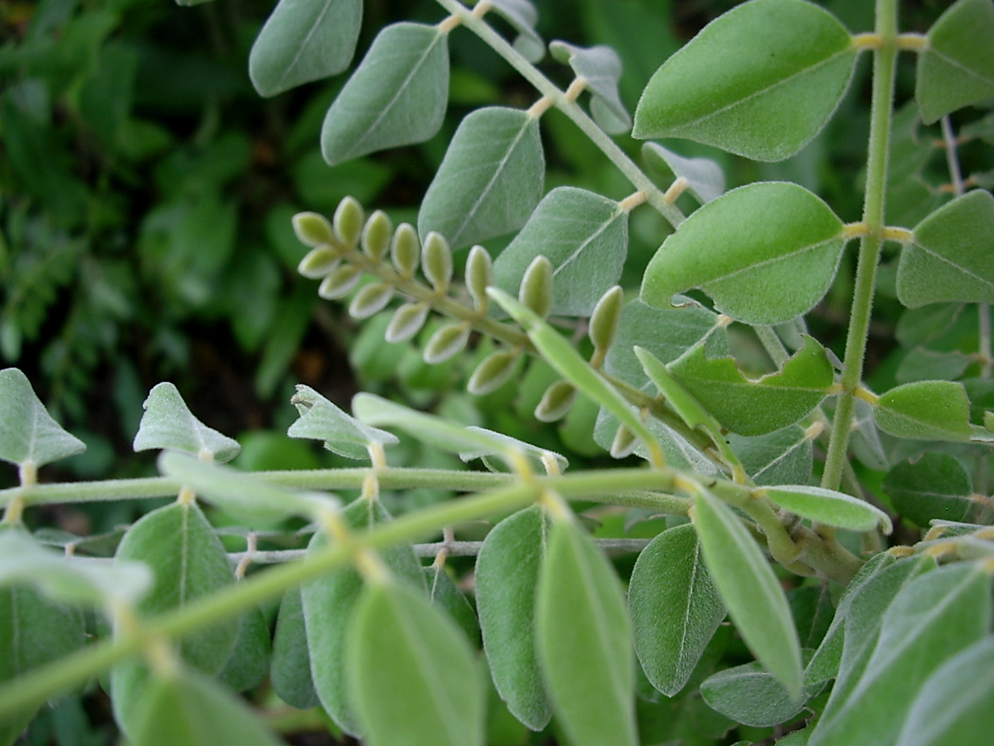Pentax OPTIO A10 sample photo. Soft green photography
