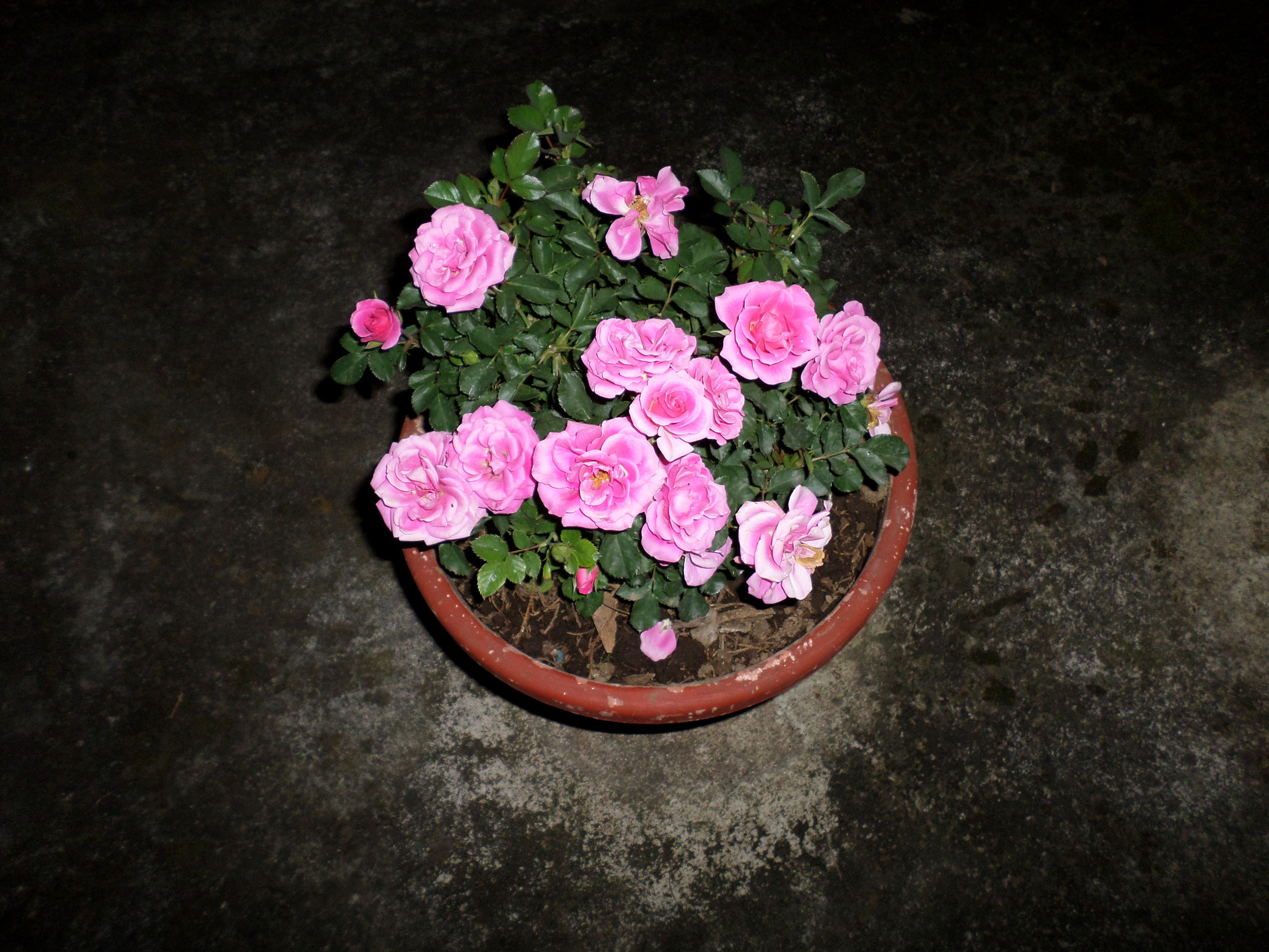 Samsung ST150F/ST151F/ST152F sample photo. Rosas  photography