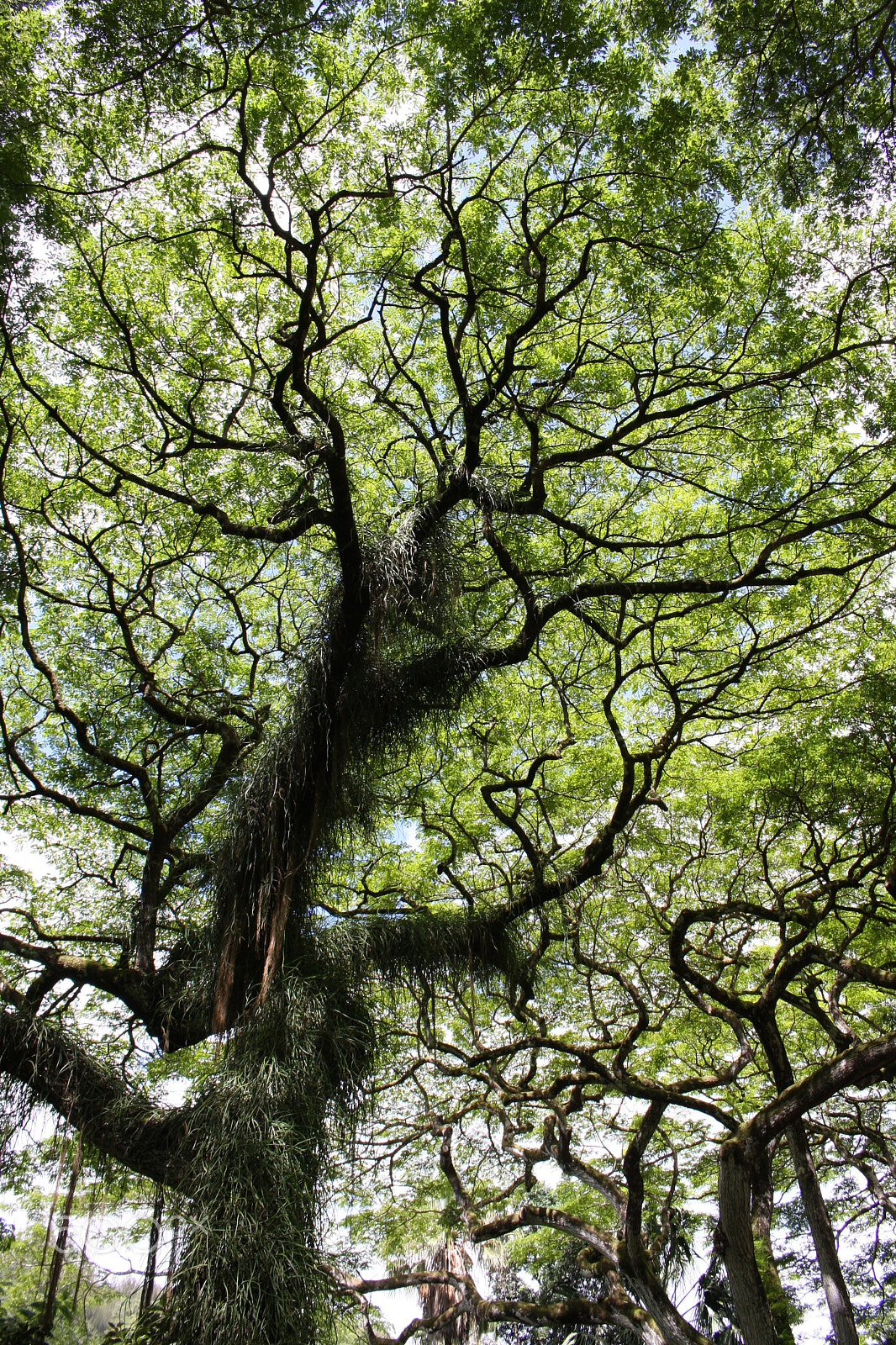 Canon EOS 40D sample photo. Trees are friends photography