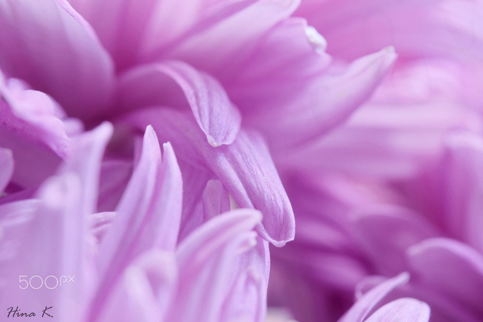 Nikon AF-S Micro-Nikkor 60mm F2.8G ED sample photo. Lilac dreams photography