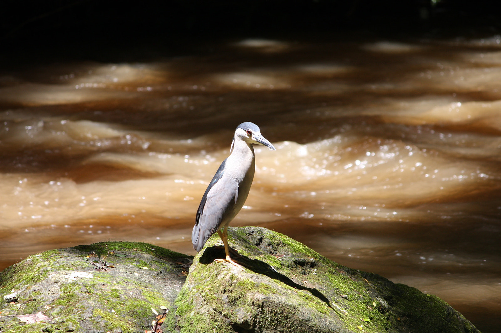Canon EF-S 55-250mm F4-5.6 IS sample photo. Hungry bird photography