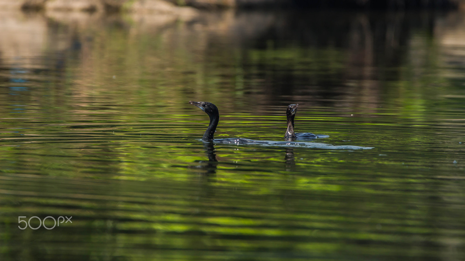 150-600mm F5-6.3 DG OS HSM | Contemporary 015 sample photo. Img photography