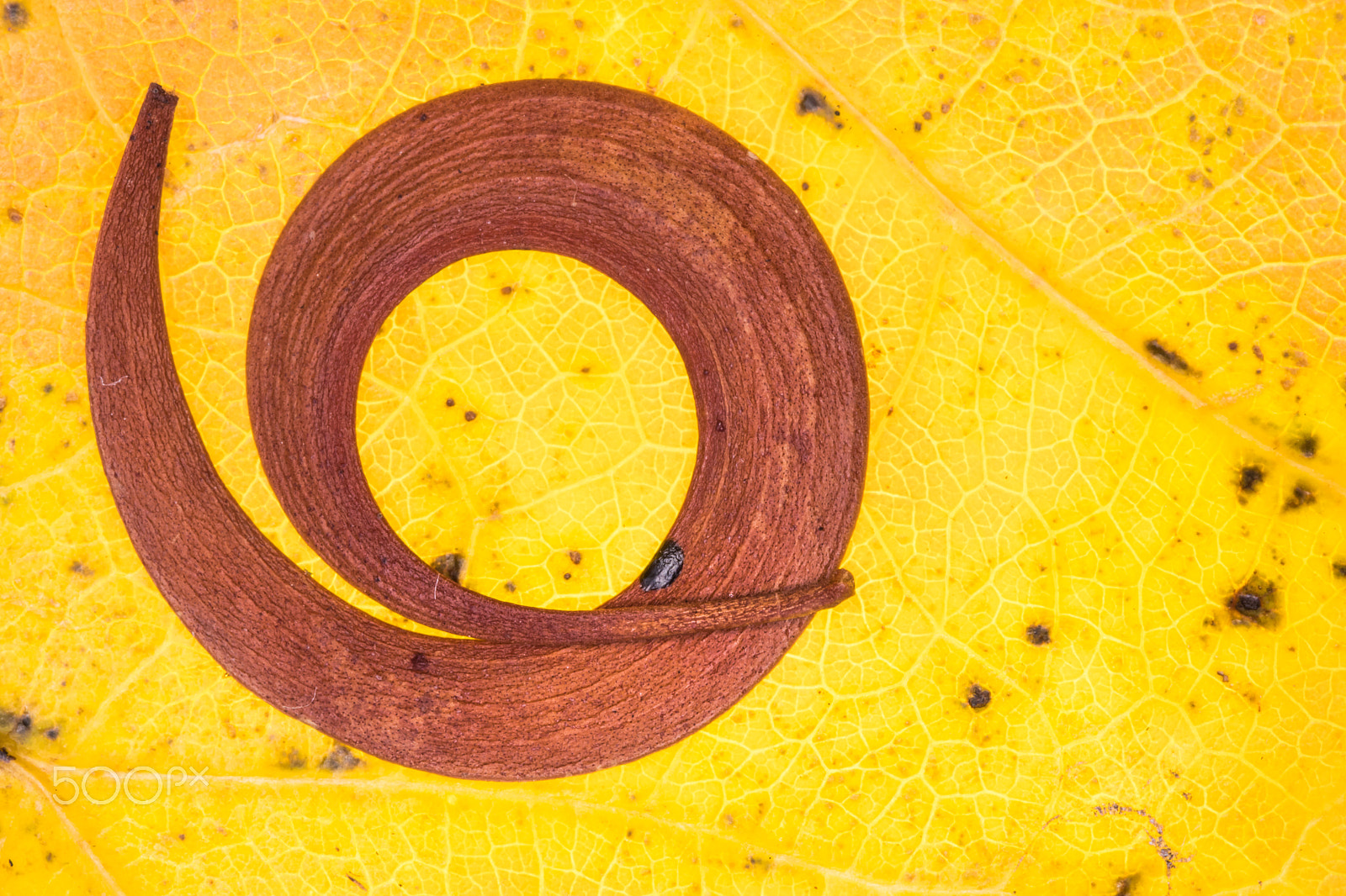 Sigma 105mm F2.8 EX DG OS HSM sample photo. Spiral photography