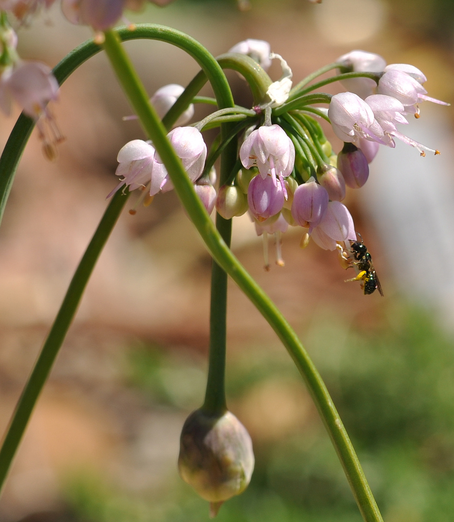 Nikon AF-S DX Micro-Nikkor 85mm F3.5G ED VR sample photo. Nodding onion photography