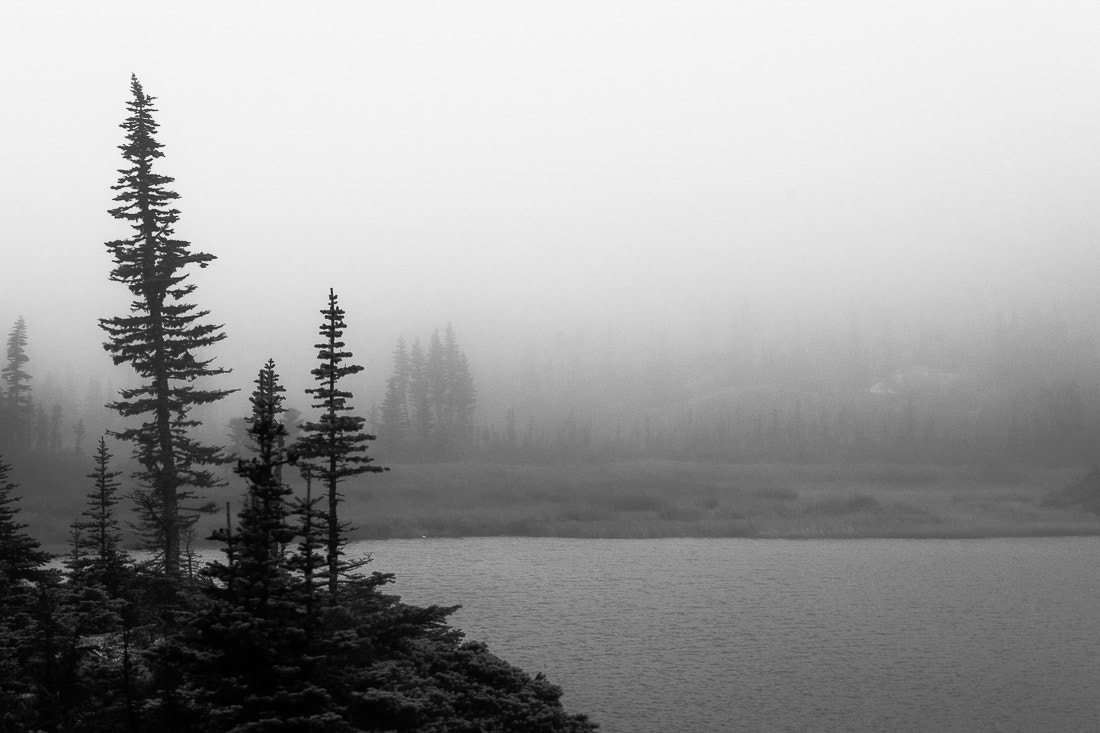 Nikon D5500 + Nikon AF-S DX Nikkor 55-200mm F4-5.6G VR sample photo. Spruce in fog, skagway, alaska, 2016 photography