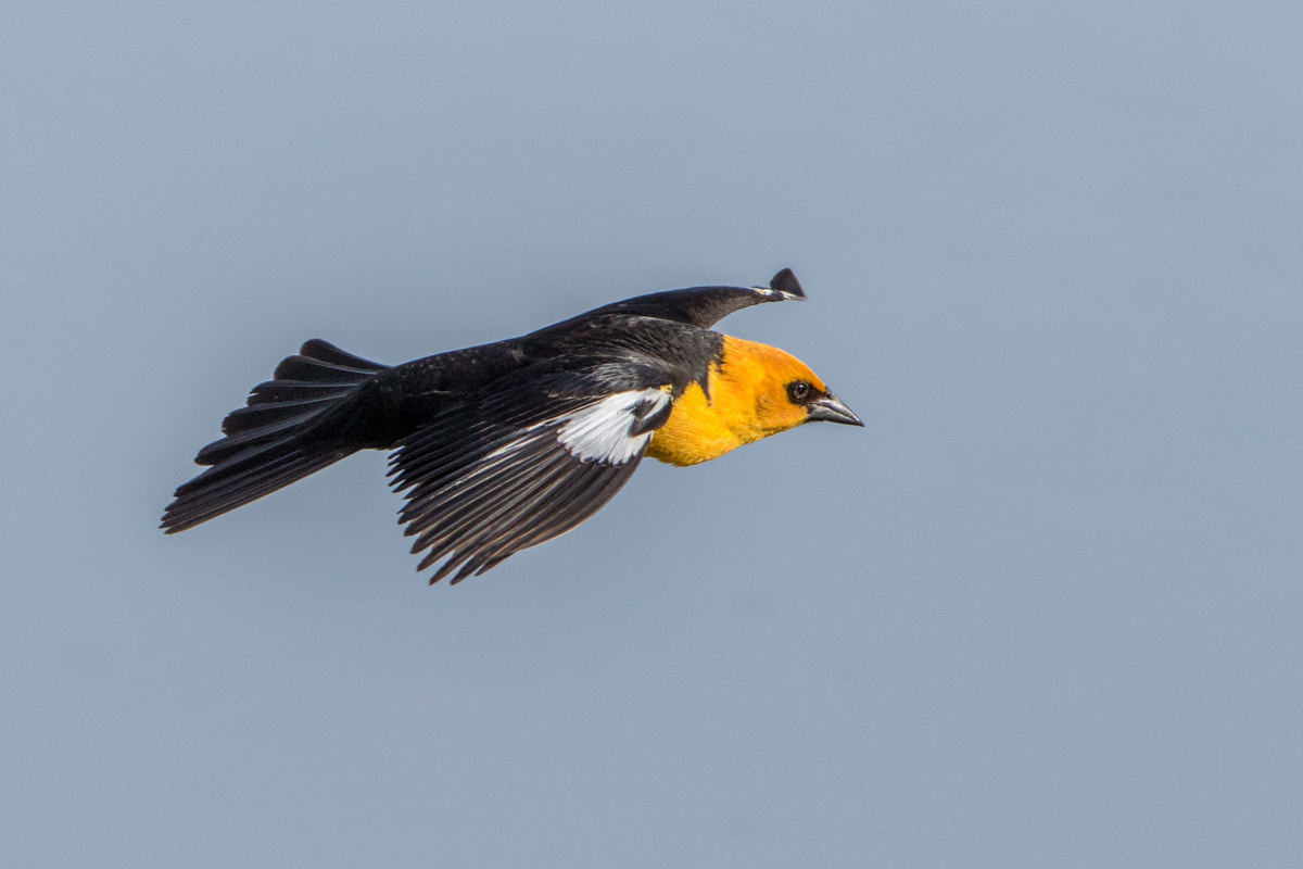Canon EF 200-400mm F4L IS USM Extender 1.4x sample photo. Yellow-headed blackbird photography
