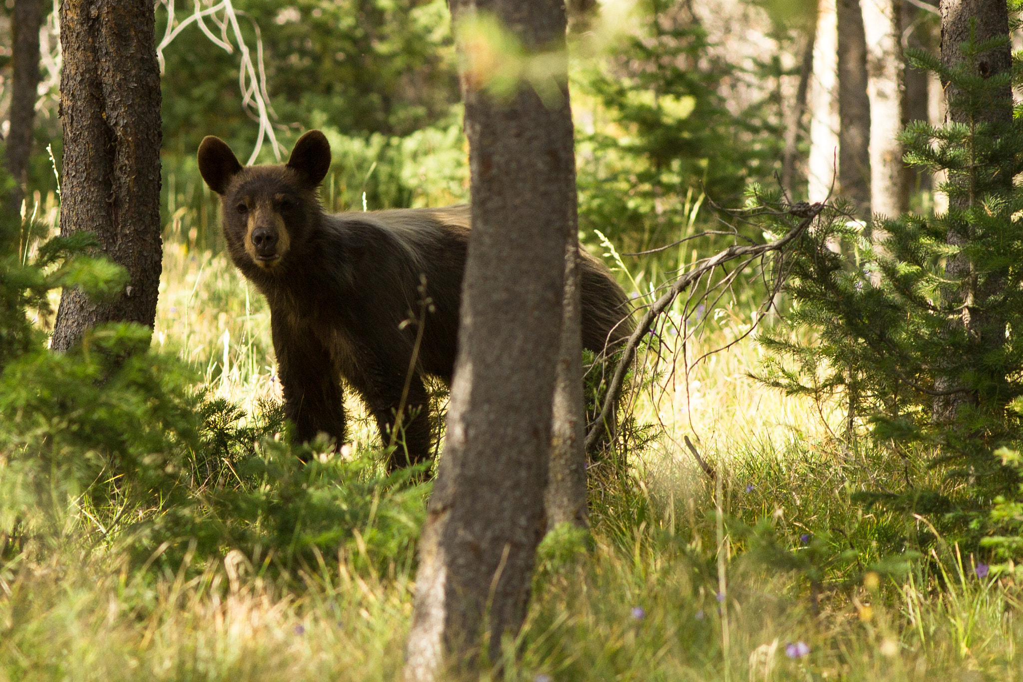 Canon EF 200mm F2.8L II USM sample photo. Curious bear photography