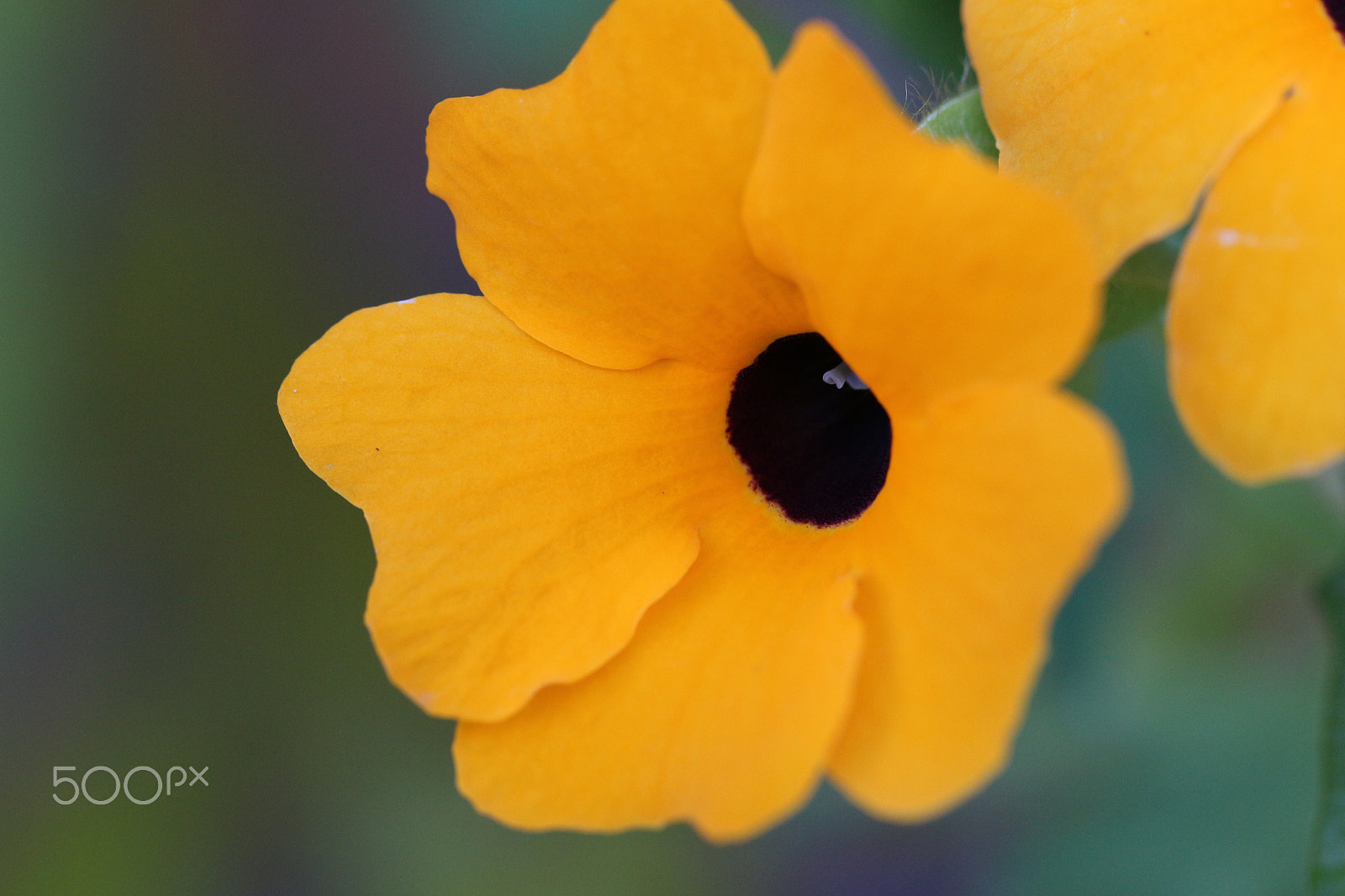 Canon EF 100mm F2.8L Macro IS USM sample photo. Schwarz gelb photography