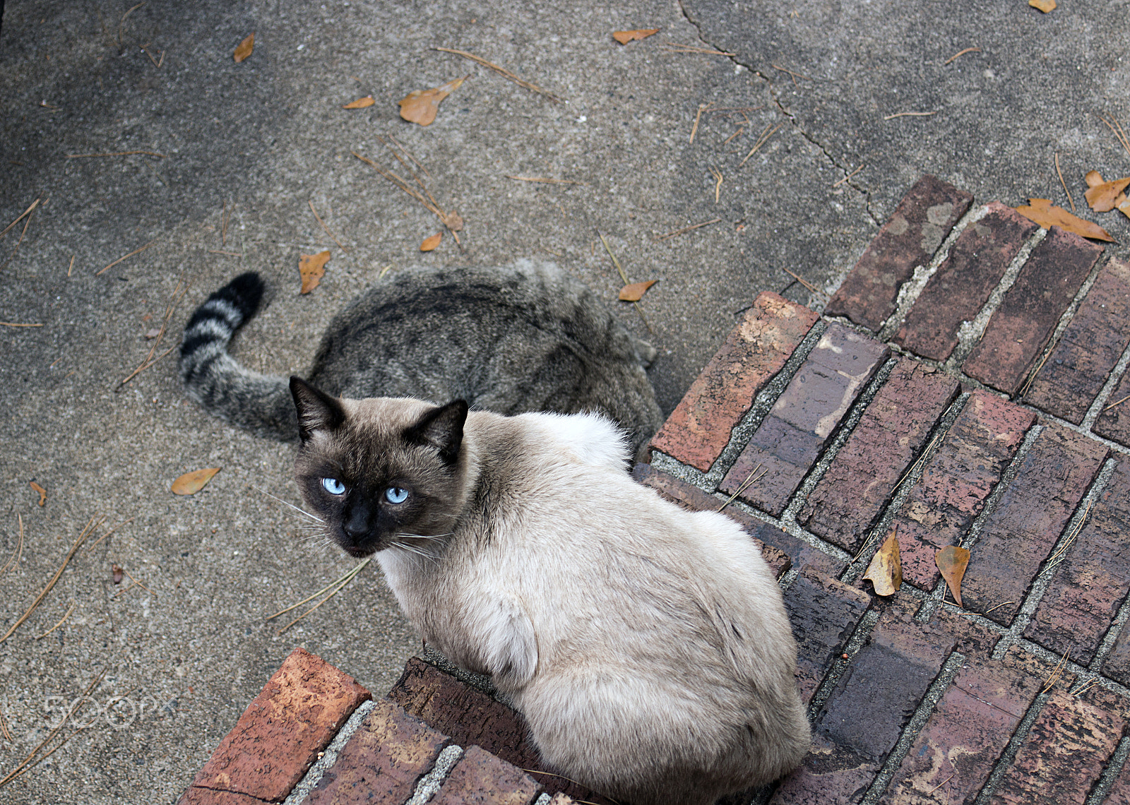 Canon EF 35-80mm f/4-5.6 sample photo. Blue and tiger photography