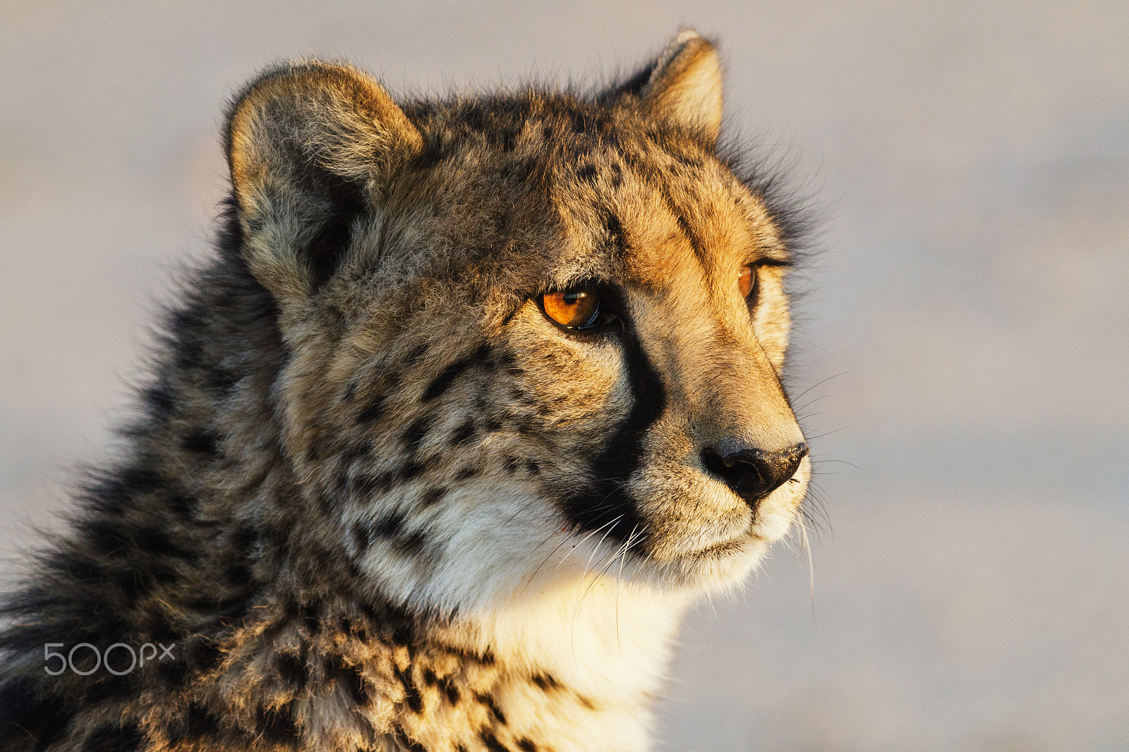 Nikon D7000 + Nikon AF-S Nikkor 300mm F4D ED-IF sample photo. Cheetah at sunrise photography