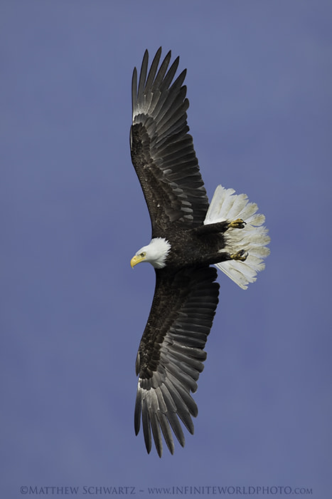 Canon EF 500mm F4L IS II USM sample photo. Bald eagle photography