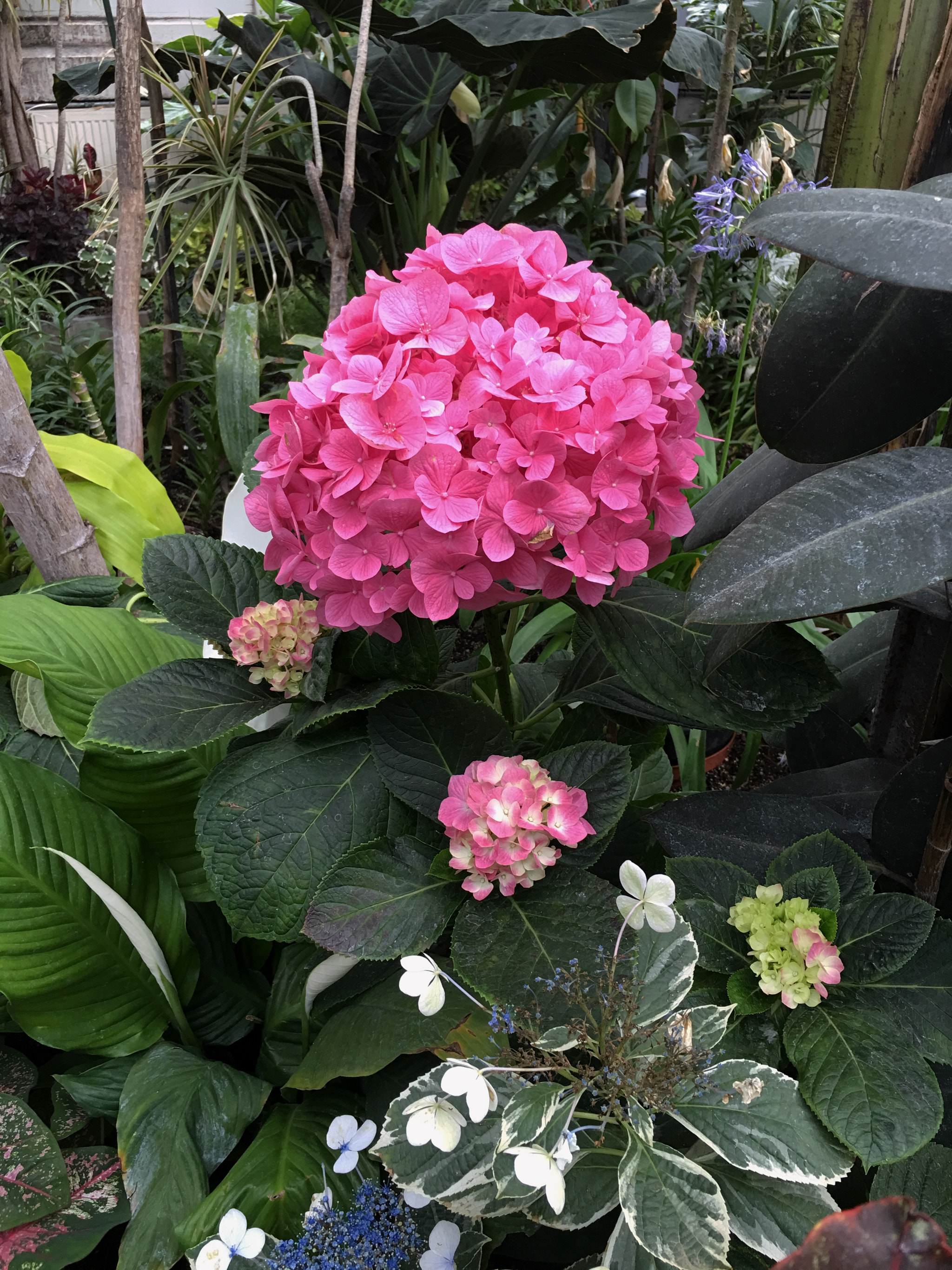 Jag.gr 645 PRO Mk III for Apple iPhone 6s Plus sample photo