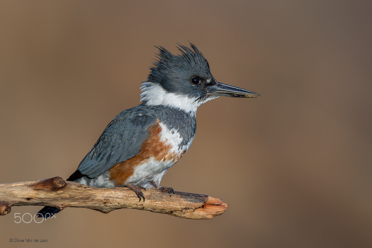 Nikon D3S + Nikon AF-S Nikkor 600mm F4G ED VR sample photo. Belted kingfisher photography