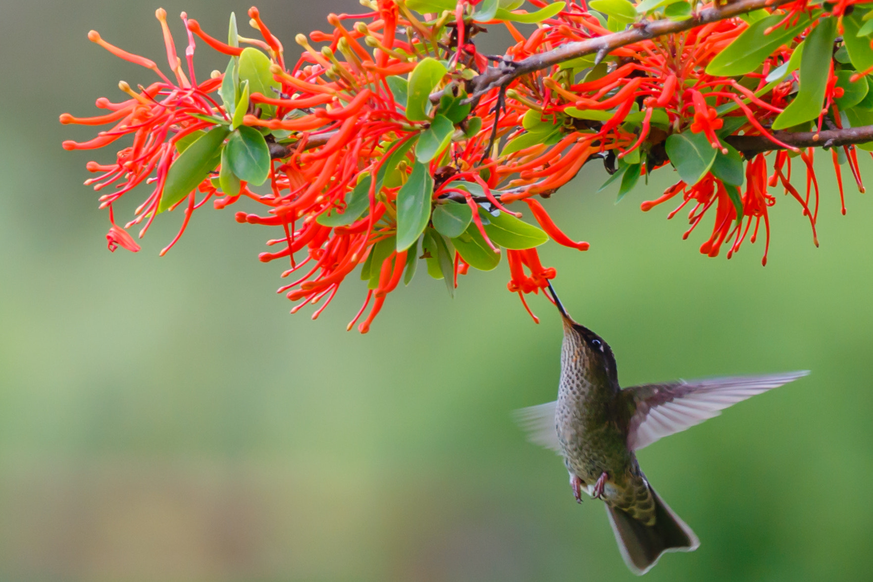 Canon EF 70-200mm F2.8L IS II USM sample photo. Humming bird photography