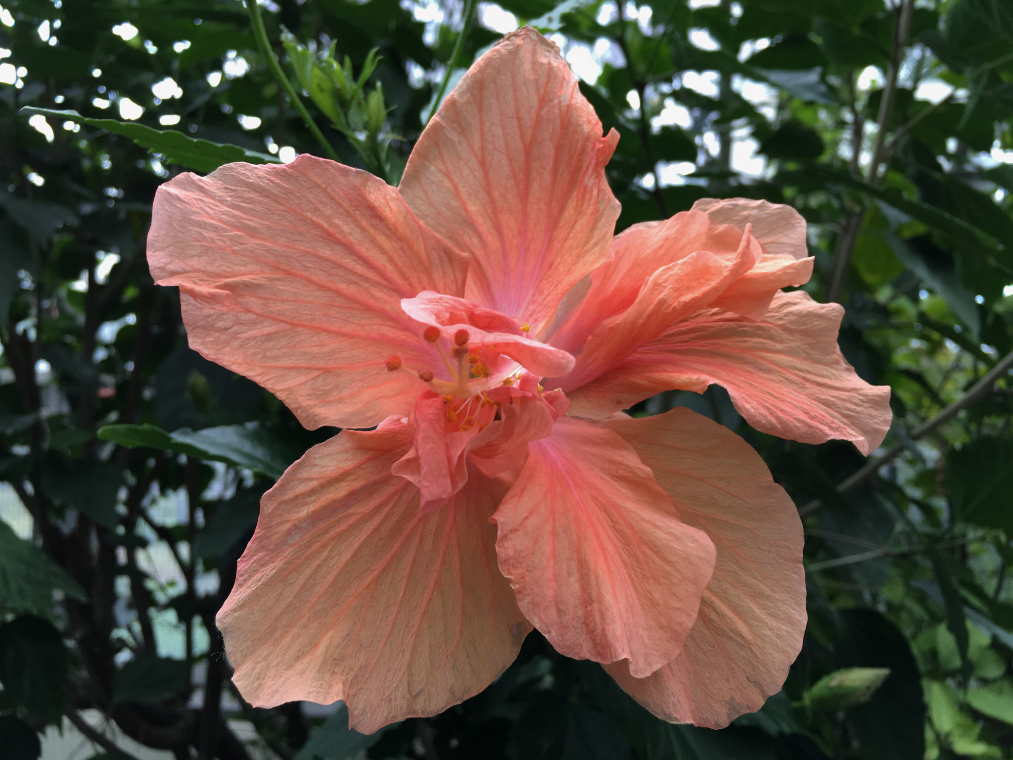Jag.gr 645 PRO Mk III for Apple iPhone 6s Plus sample photo
