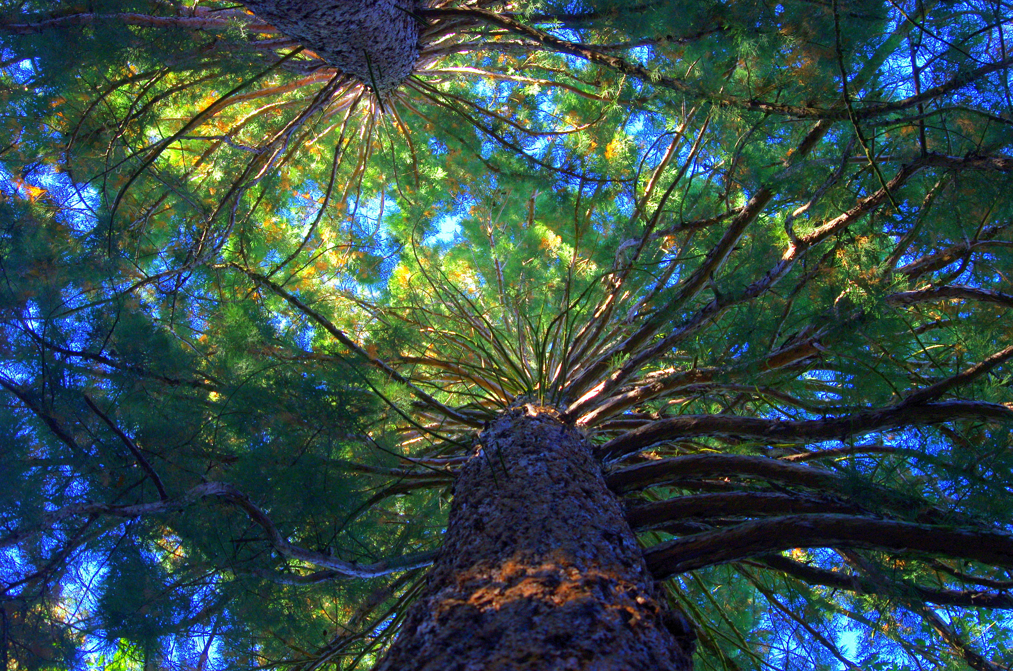 HD Pentax DA 55-300mm F4.0-5.8 ED WR sample photo. Look up into the treetops photography