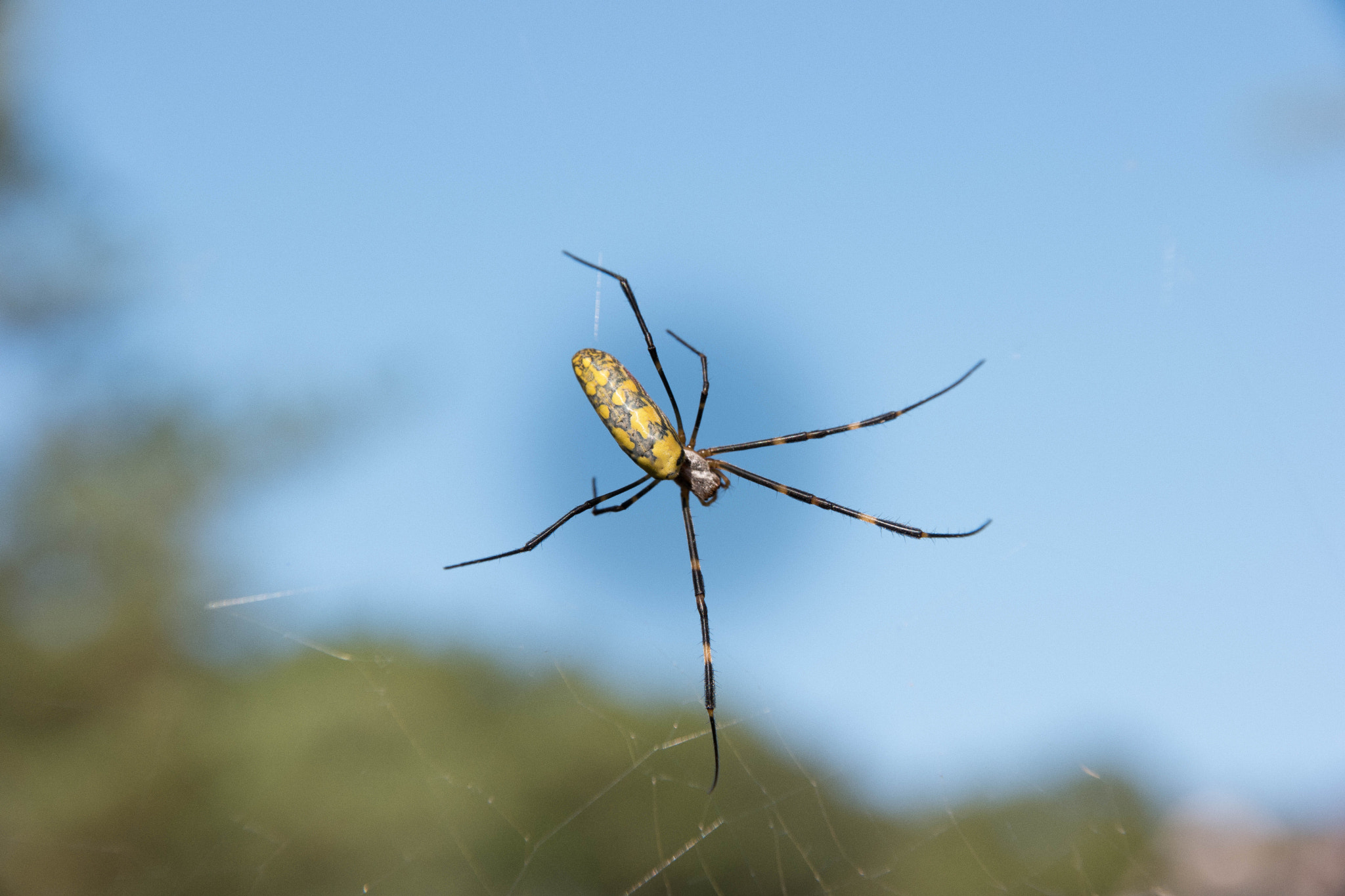 Samsung NX 16-50mm F2.0-2.8 S ED OIS sample photo. Diadem spider photography