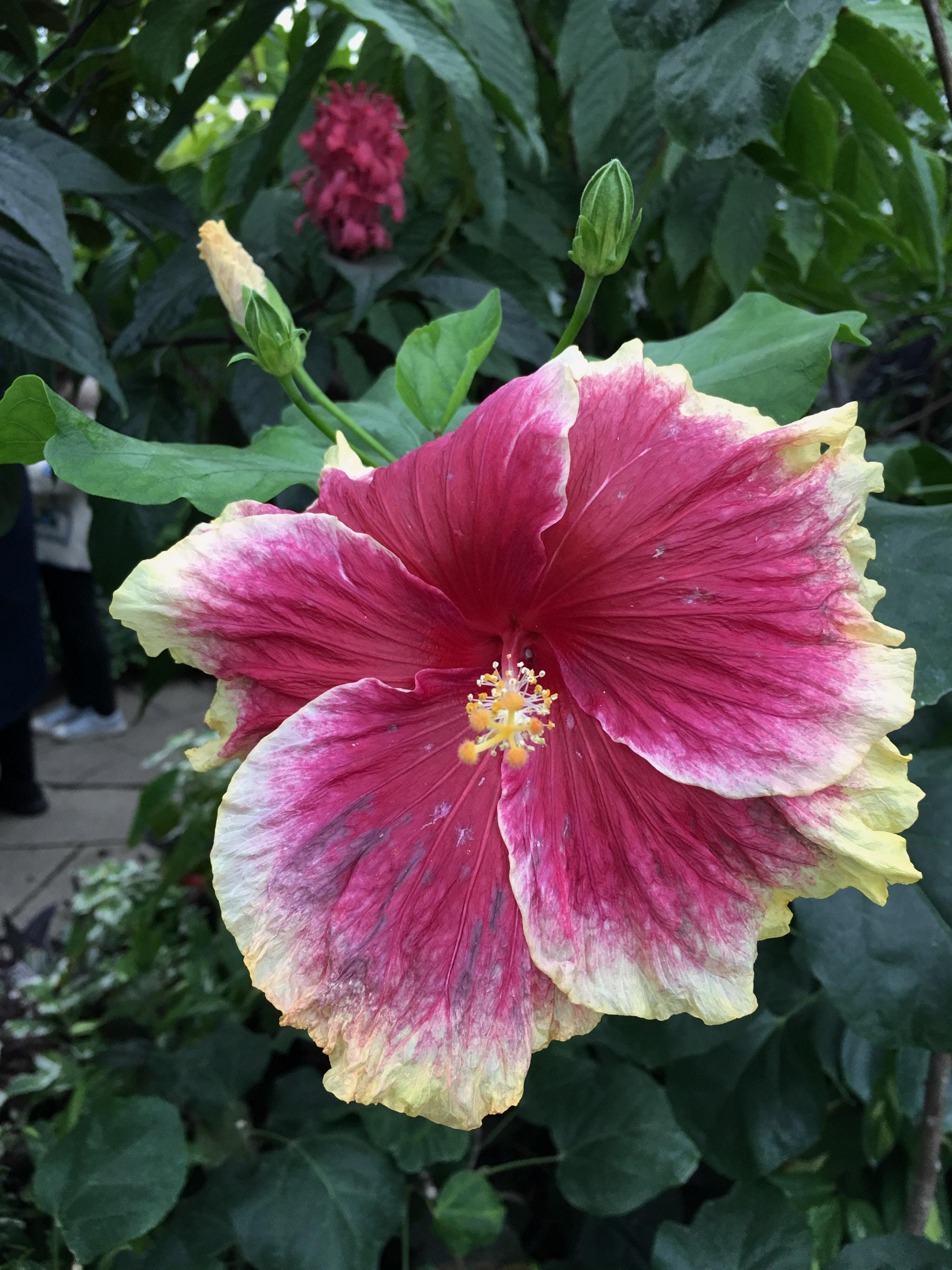 Jag.gr 645 PRO Mk III for Apple iPhone 6s Plus sample photo