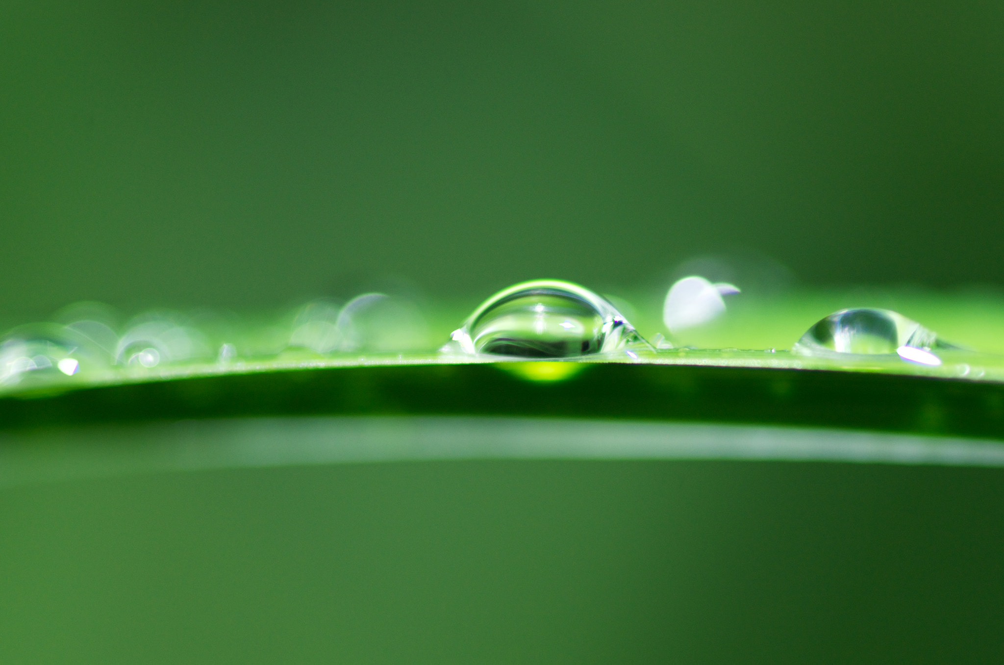 smc PENTAX-FA Macro 100mm F2.8 sample photo. After the storm (2016) photography