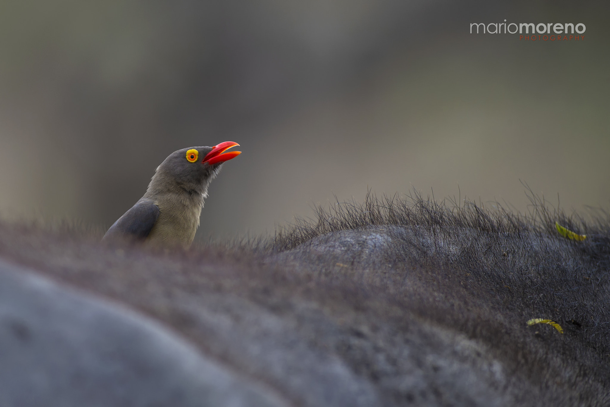 Canon EF 200-400mm F4L IS USM Extender 1.4x sample photo. Oxpecker territory photography