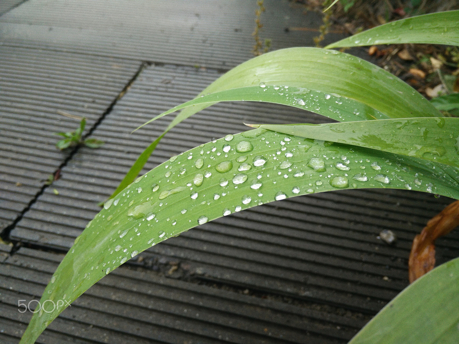 OnePlus ONE sample photo. Img photography