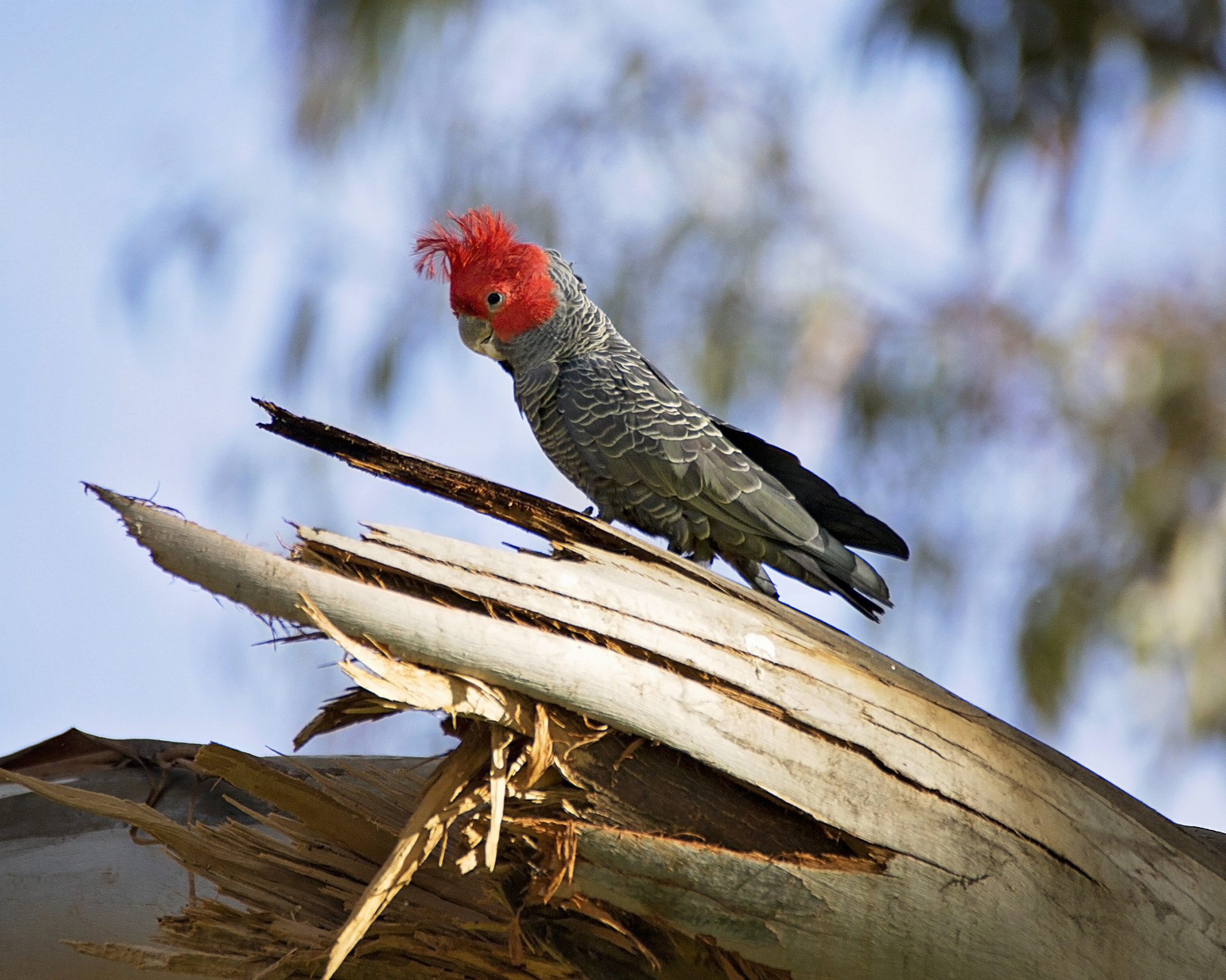 Canon EOS-1D C + Tamron SP 150-600mm F5-6.3 Di VC USD sample photo. Gang-gang cockatoo photography