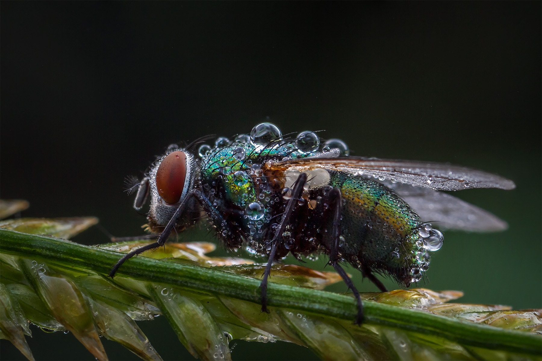 Canon MP-E 65mm F2.5 1-5x Macro Photo sample photo. 舞台照明效果 photography