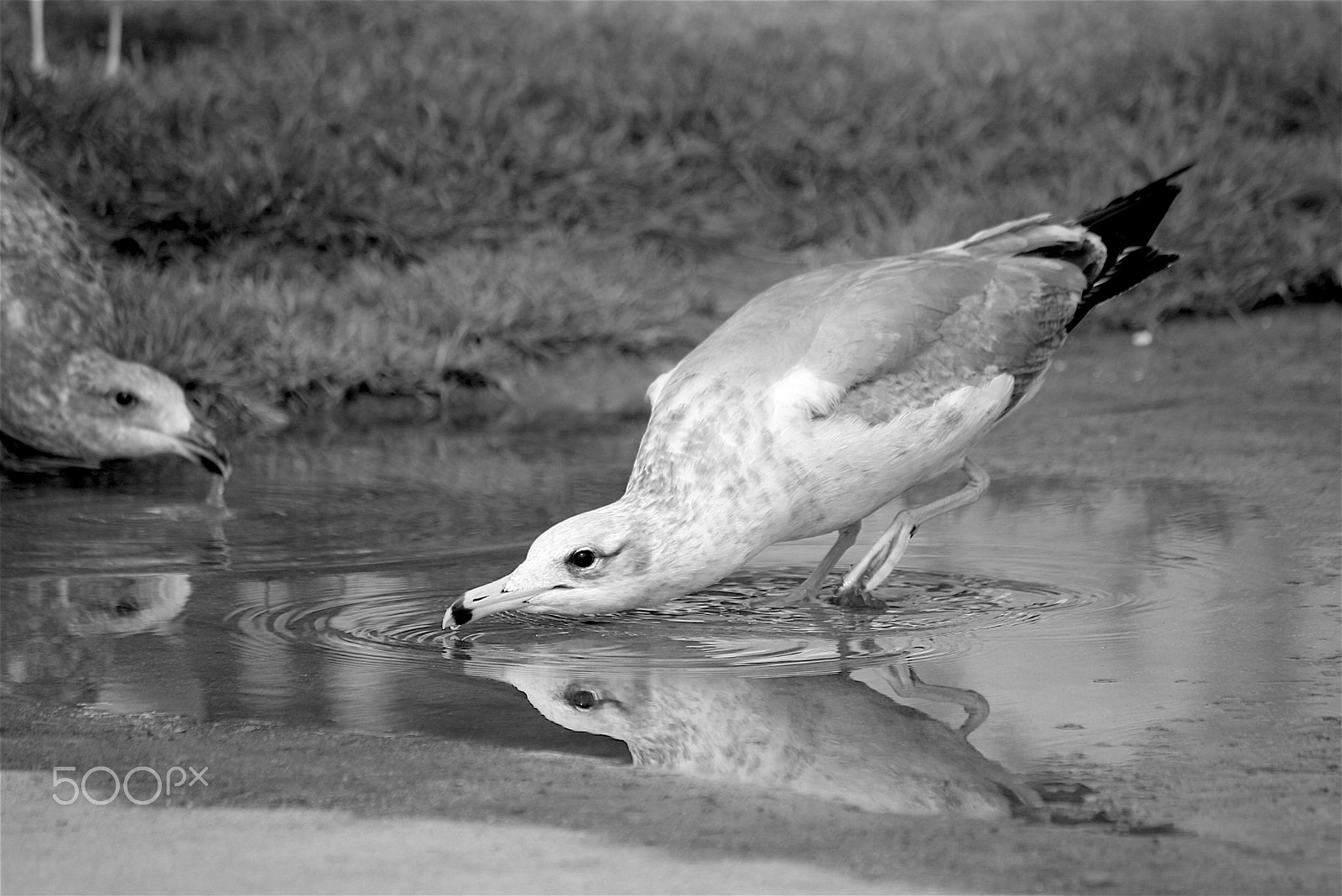 Canon EF-S 55-250mm F4-5.6 IS sample photo. Hydration is key photography