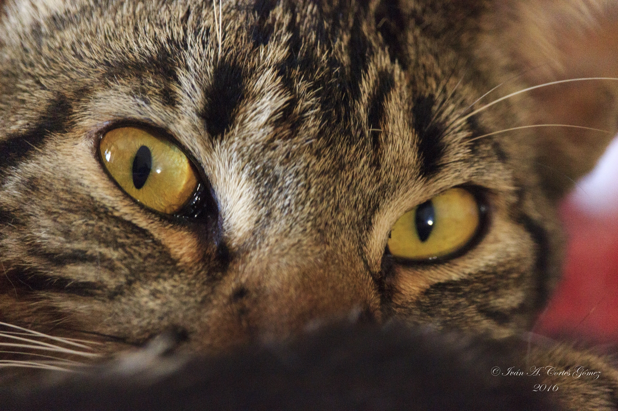 Canon EF-S 55-250mm F4-5.6 IS STM sample photo. Noemi photography