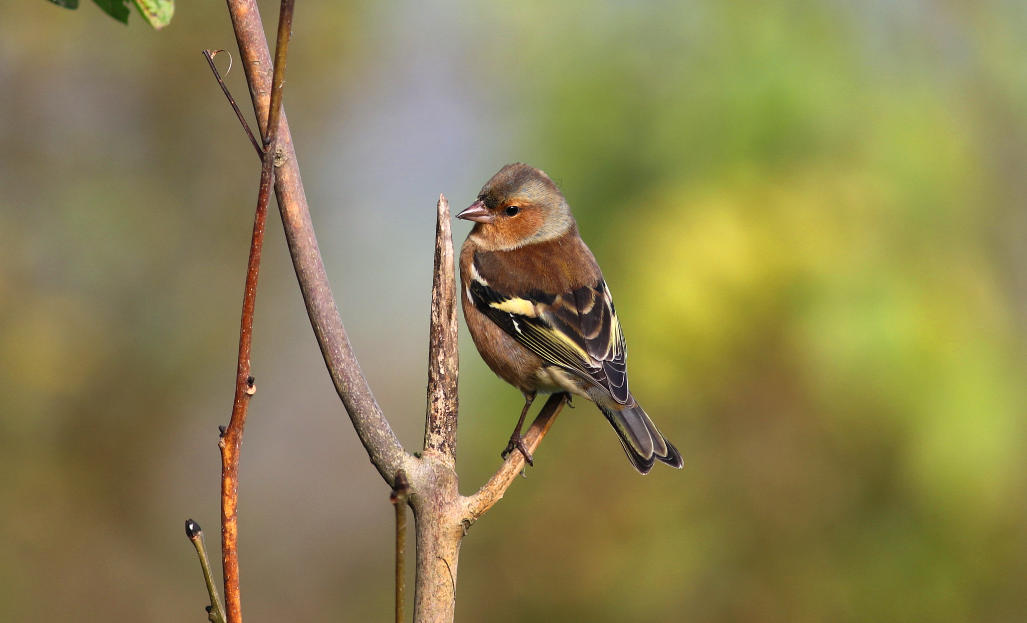 Canon EF 300mm F4L IS USM sample photo. Chaffinch photography
