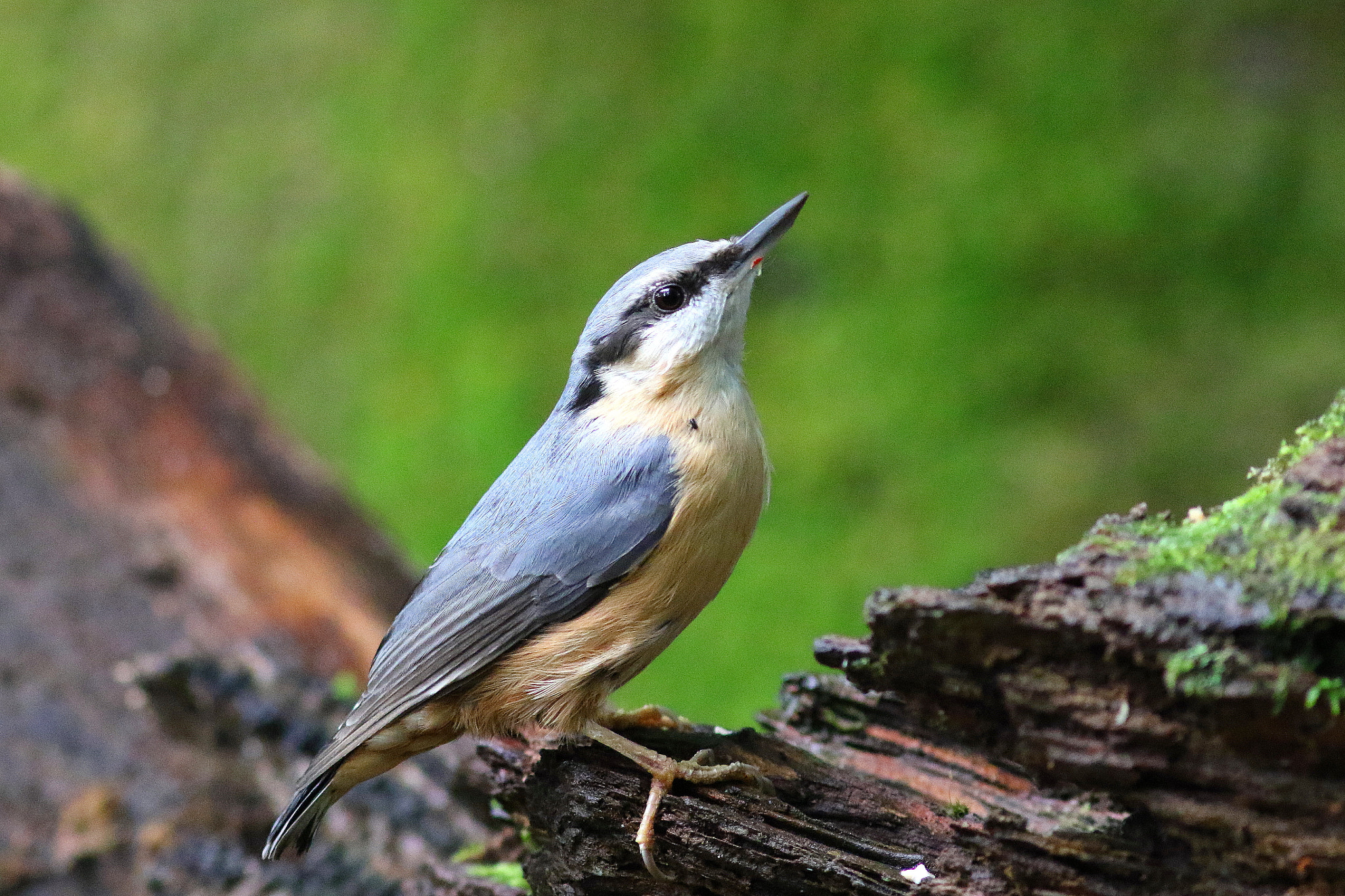 Canon EF 300mm F4L IS USM sample photo. Nuthatch photography