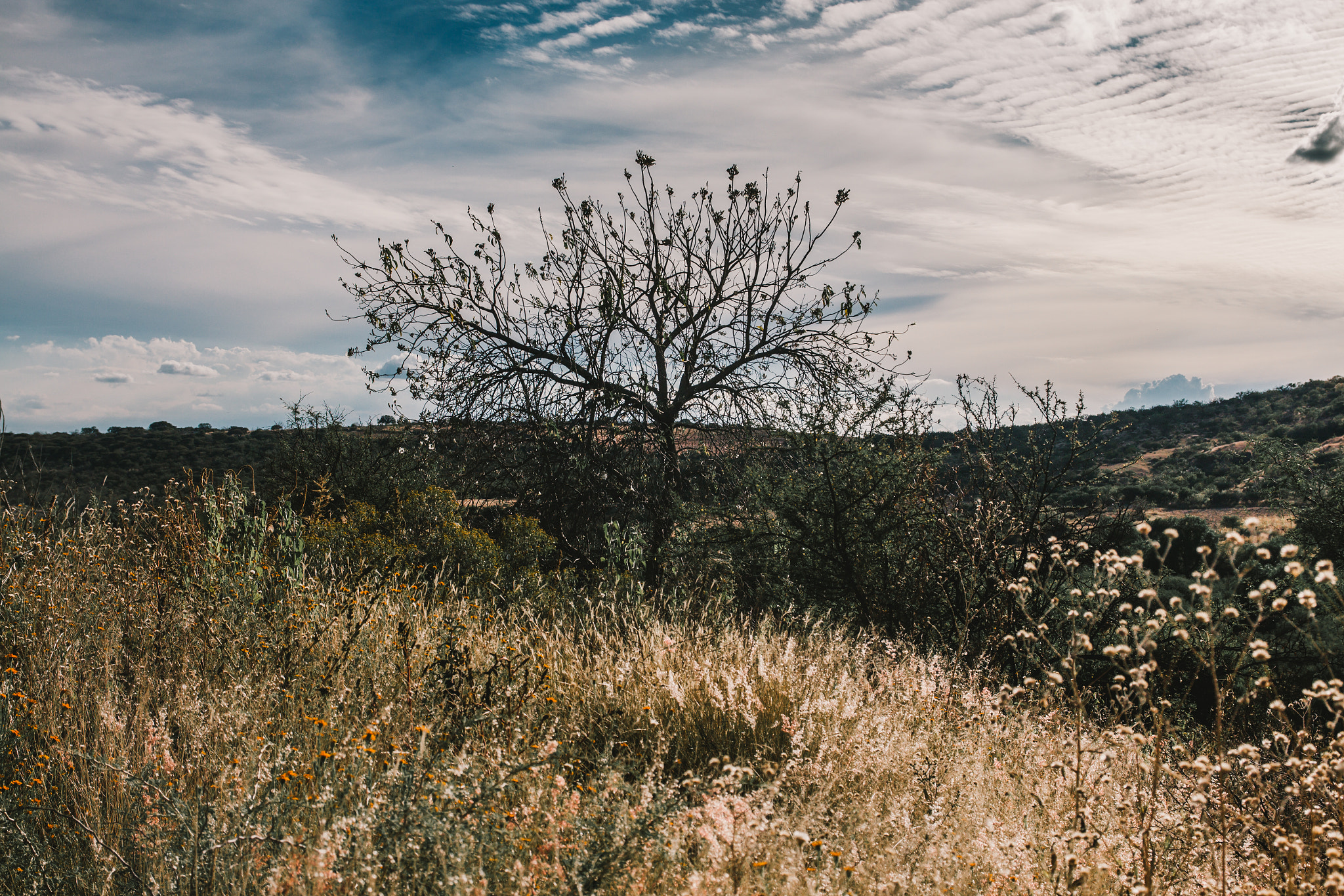 Canon EOS 650D (EOS Rebel T4i / EOS Kiss X6i) sample photo. Solitario photography