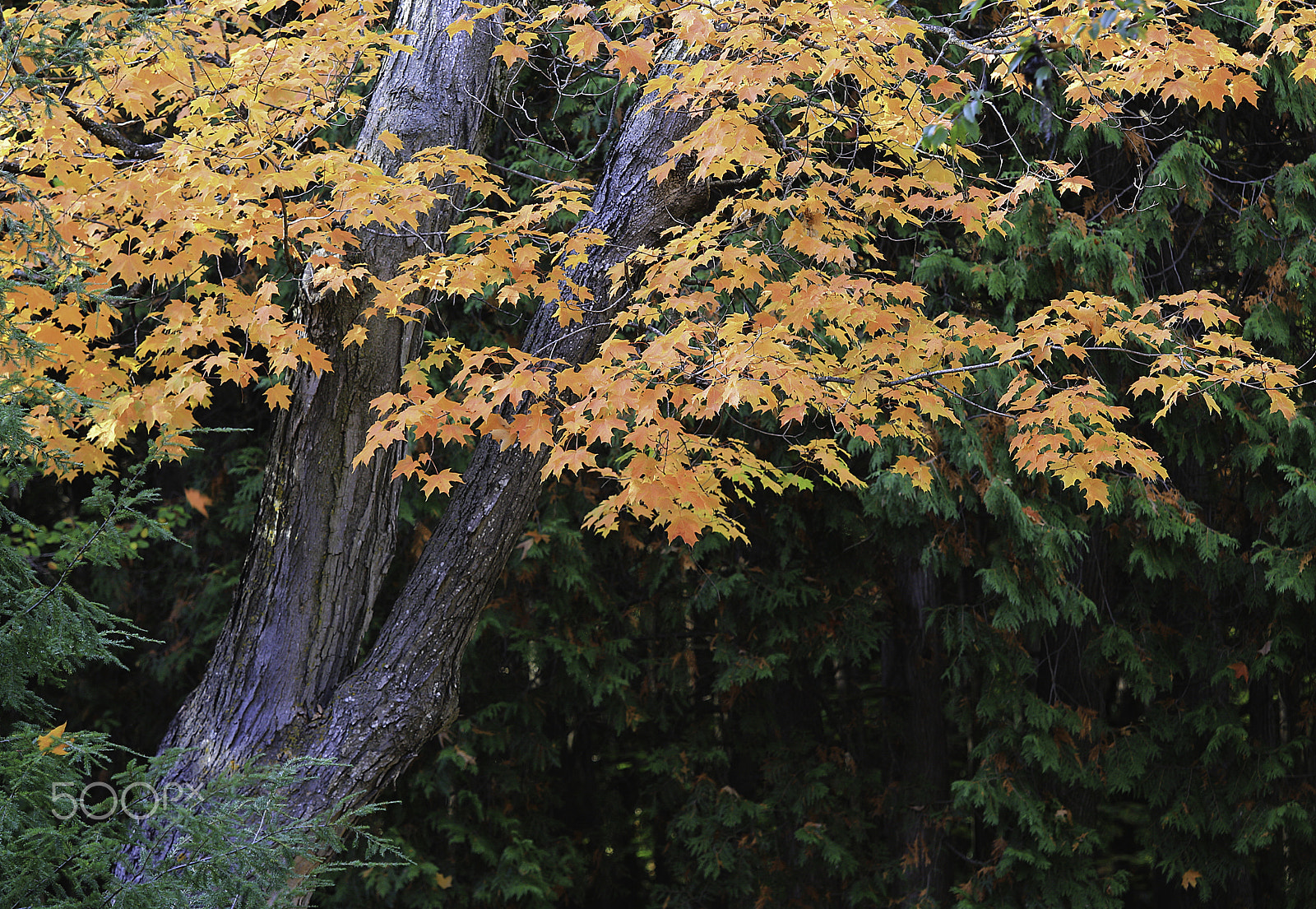 Canon EF 70-200mm F4L IS USM sample photo. Walk in the park -ontario photography
