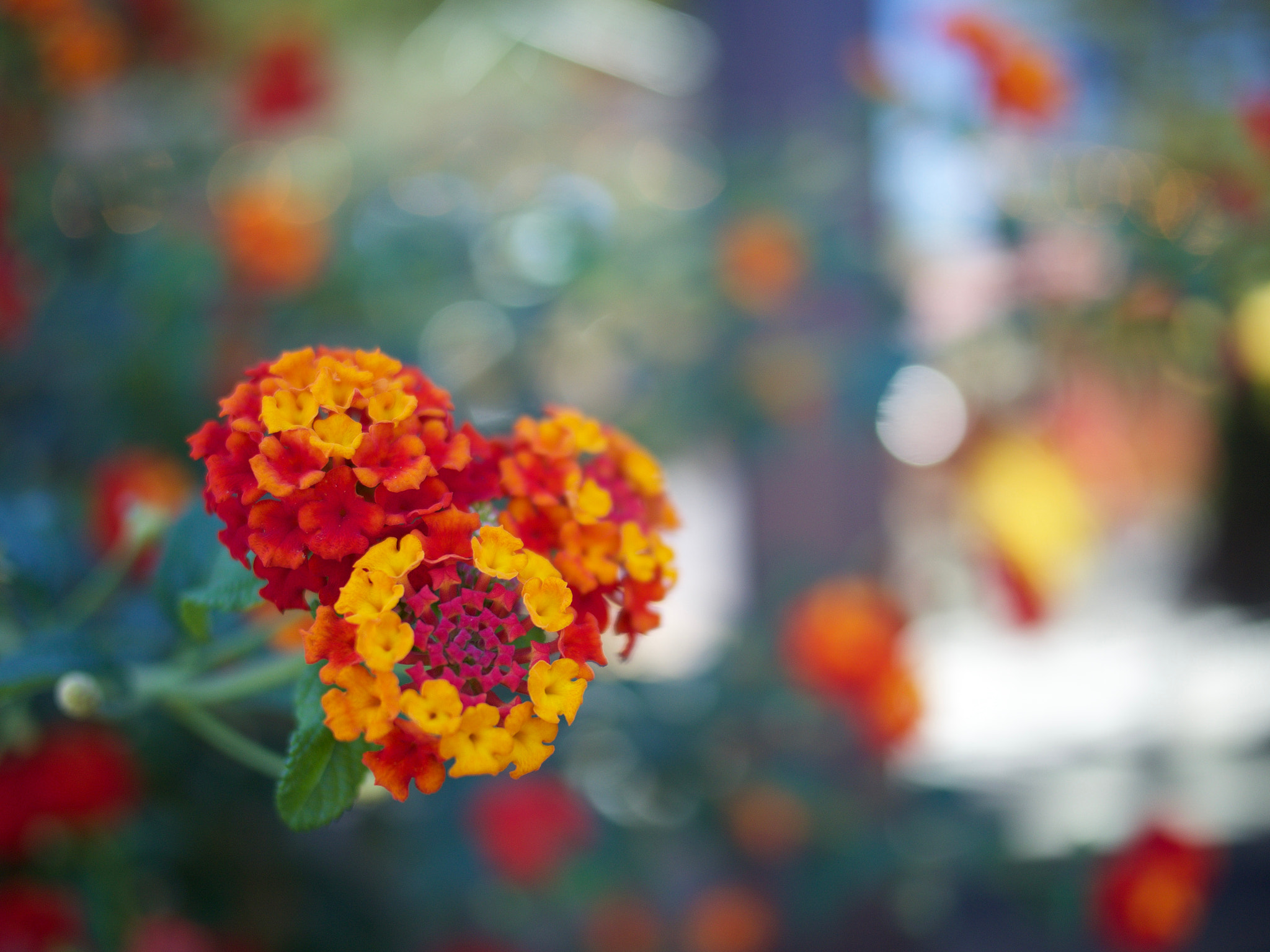 Olympus OM-D E-M10 + LUMIX G 20/F1.7 II sample photo. Butchart gardens photography