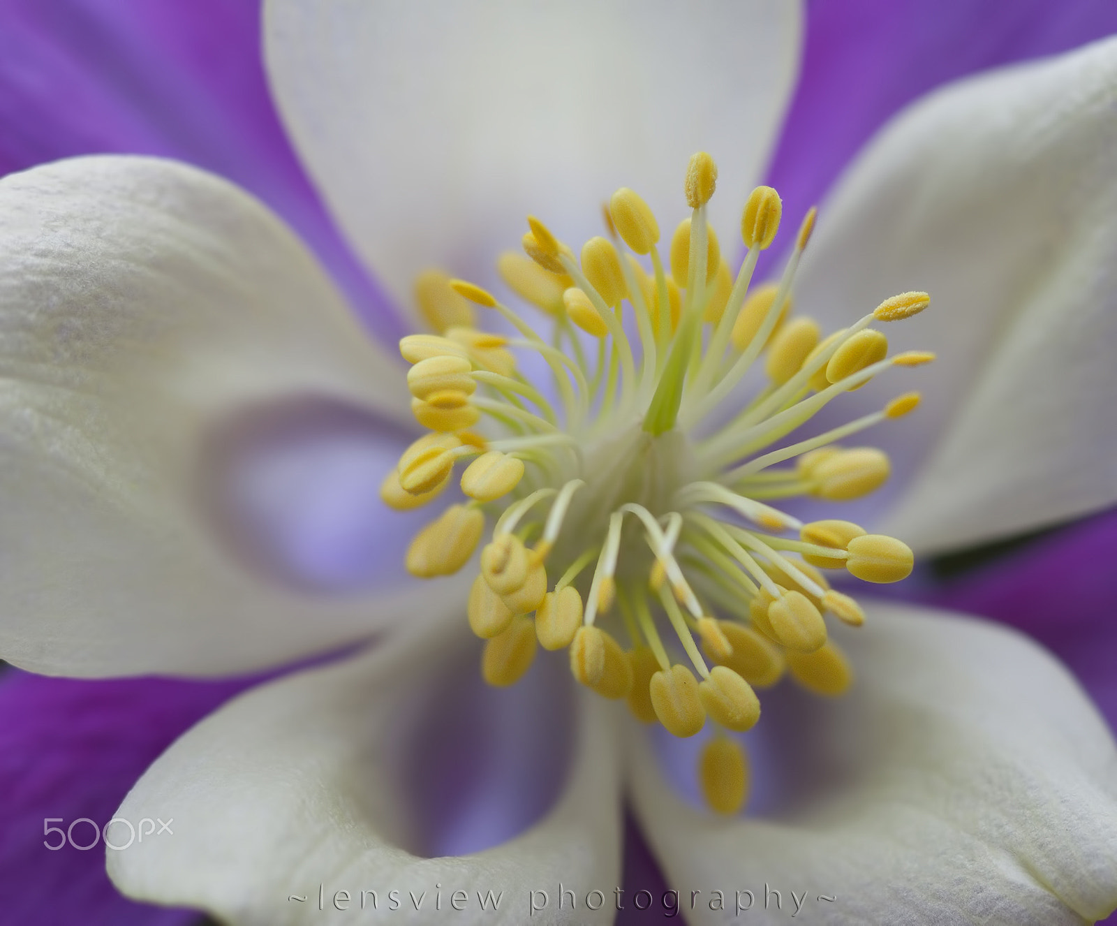 Sigma 105mm F2.8 EX DG Macro sample photo. :: photography