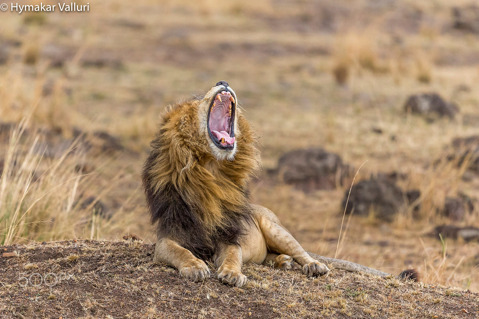 Canon EF 500mm F4L IS II USM sample photo. Lion photography