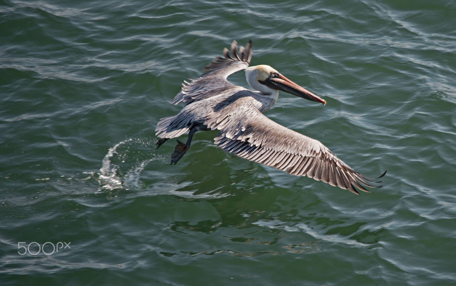 Sigma 150-500mm F5-6.3 DG OS HSM sample photo. Take off photography