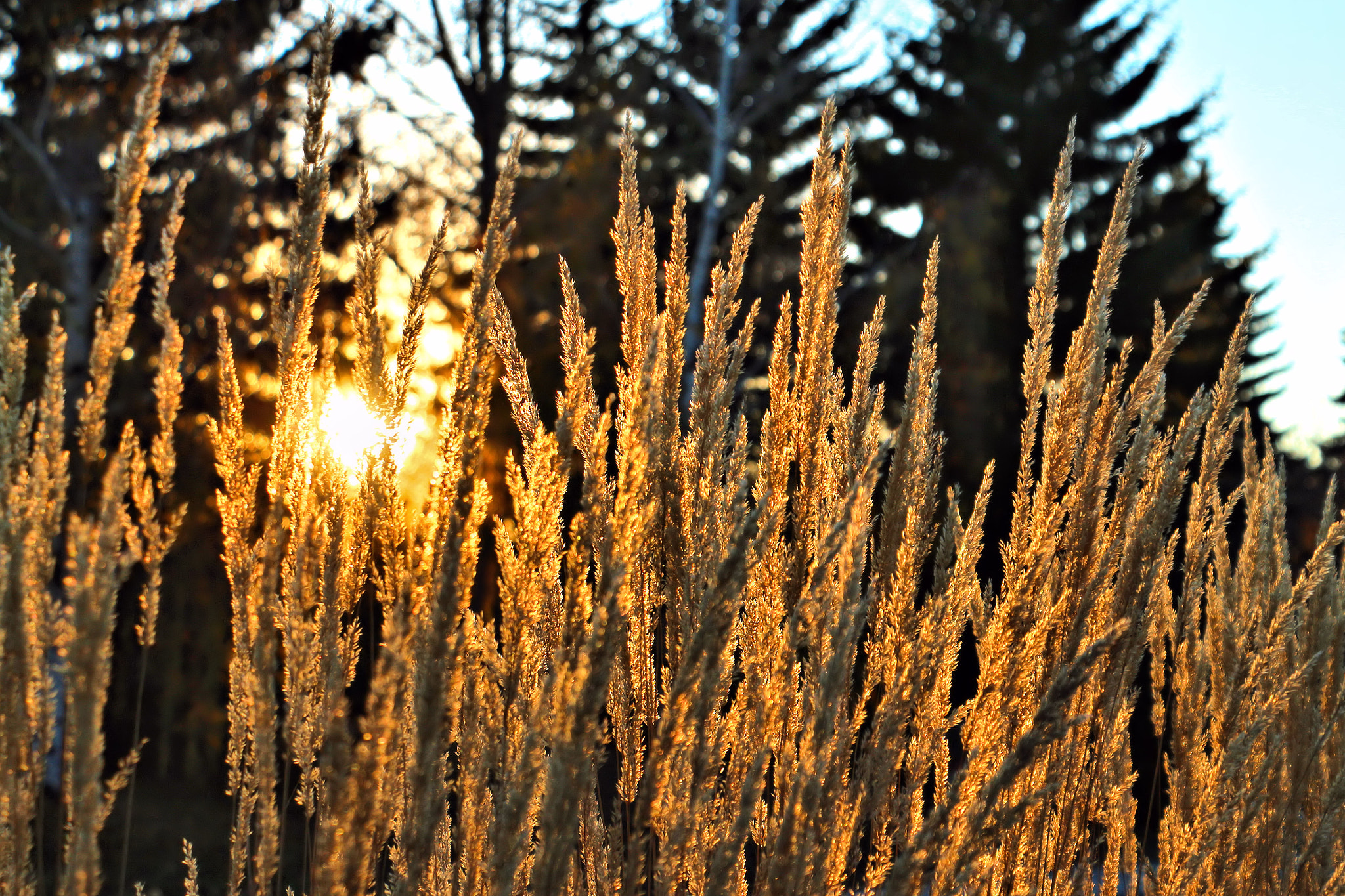 Canon EOS 650D (EOS Rebel T4i / EOS Kiss X6i) sample photo. Tall grass in the setting sun photography
