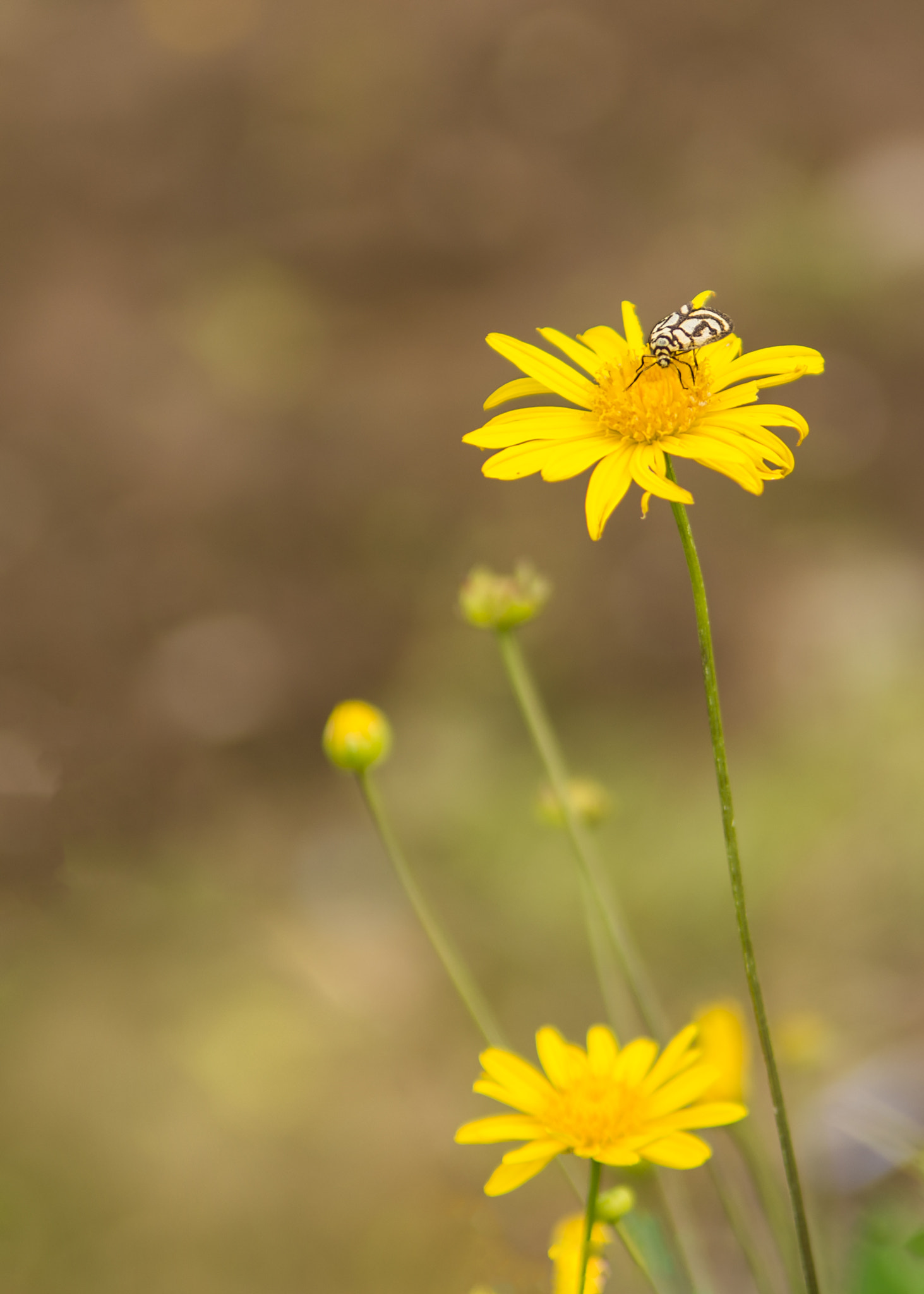 Nikon D800 sample photo. Butterfly on top photography