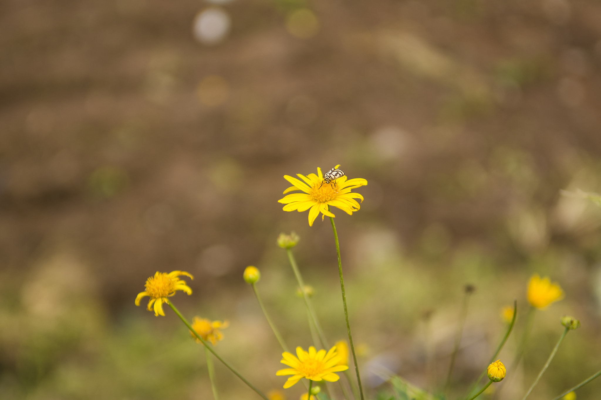 Nikon D800 sample photo. Butterfly on top photography
