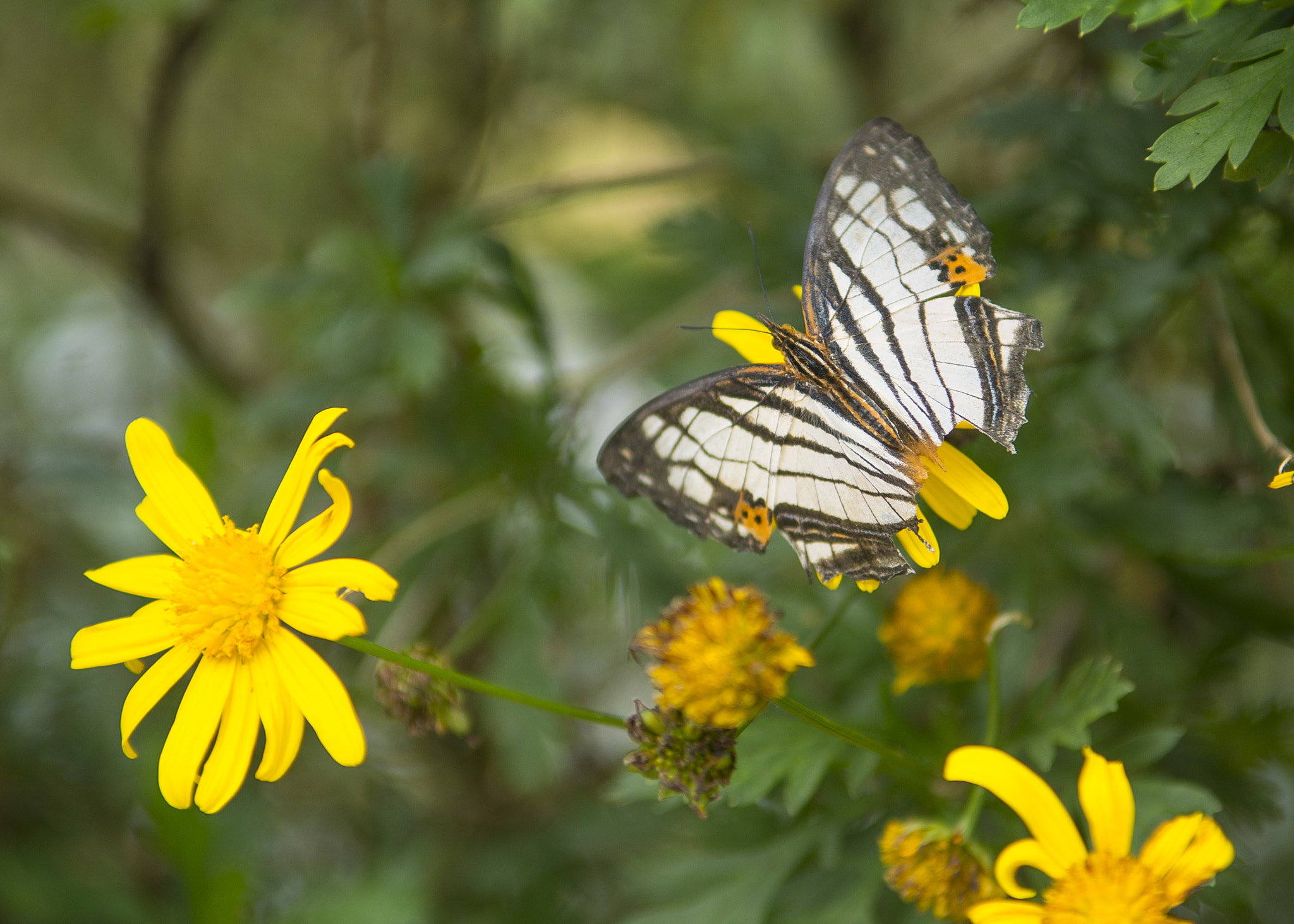 Nikon D800 sample photo. Butterspread photography
