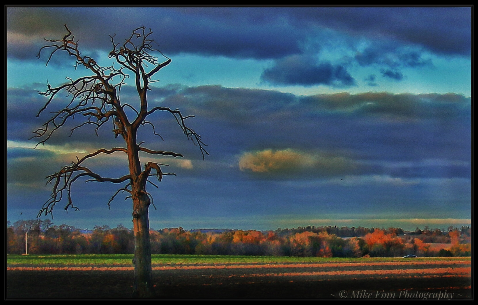 Canon EF-S 18-200mm F3.5-5.6 IS sample photo. Eldritch tree photography
