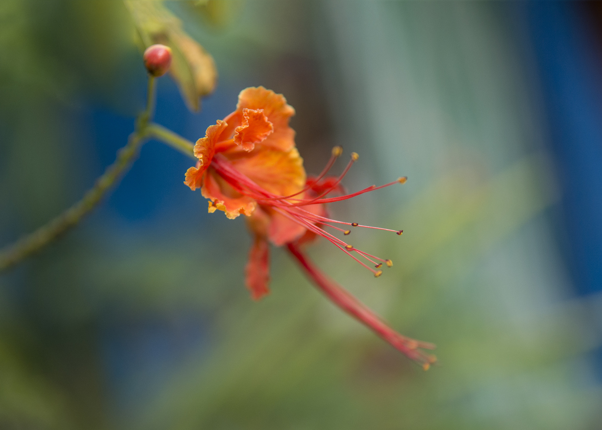 Nikon D800 sample photo. Fire tree photography