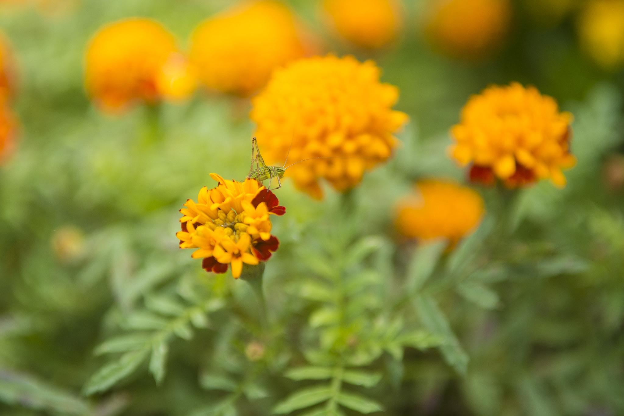 Nikon D800 sample photo. Marigold hopper photography
